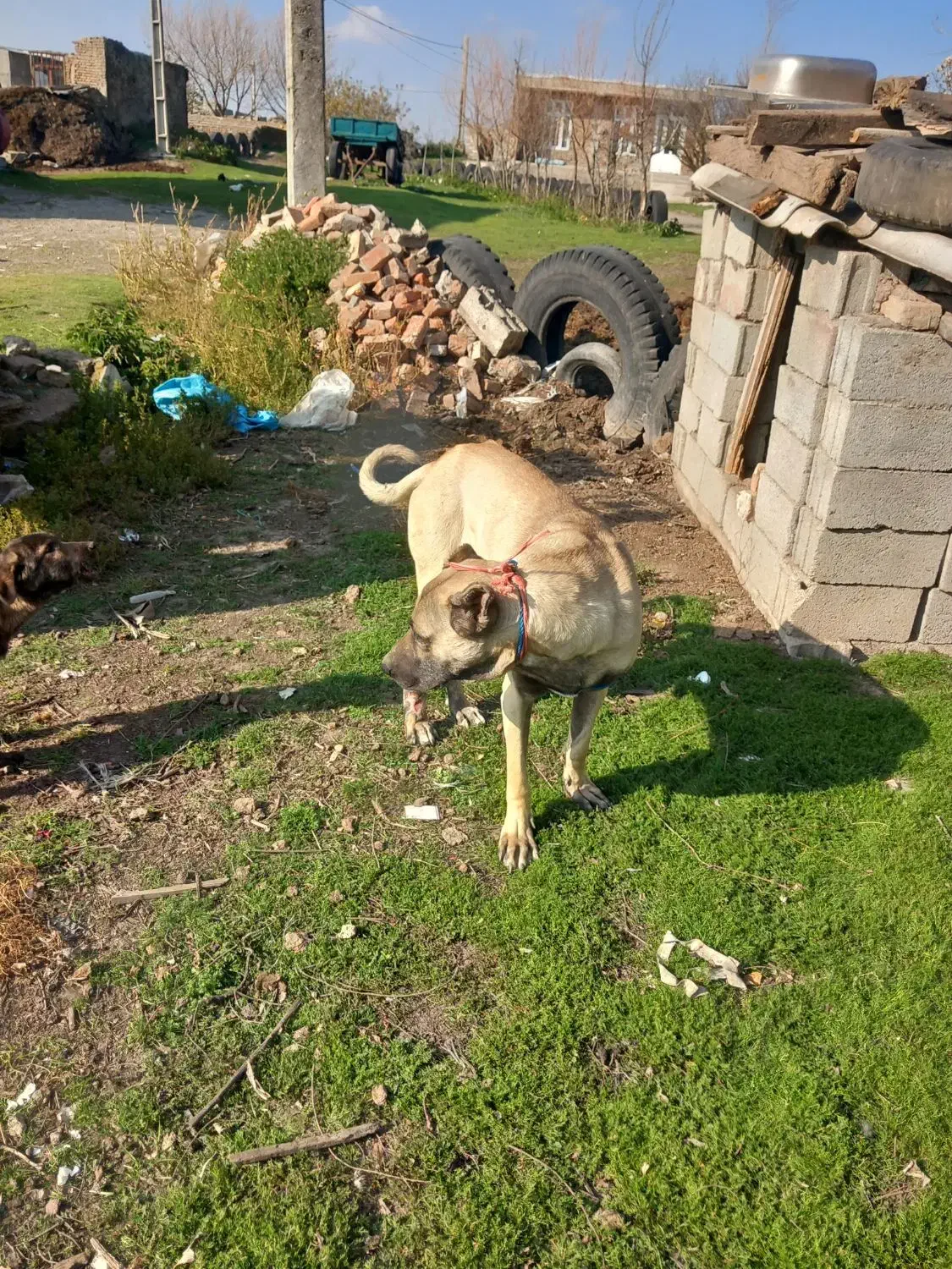 سگ گم شده|حیوانات|ویلکیج, |دیوار