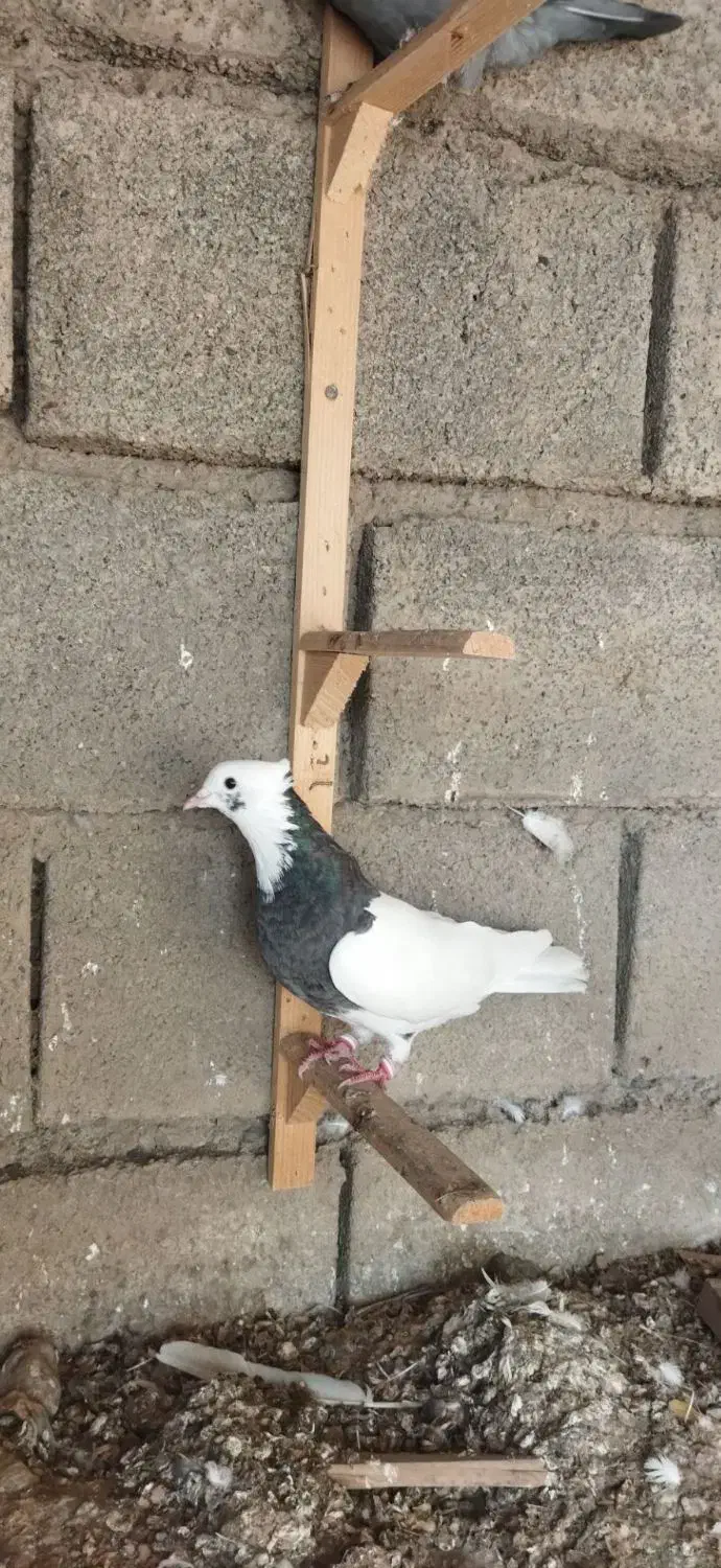 کبوتر طوقی|پرنده|فاضل آباد, |دیوار