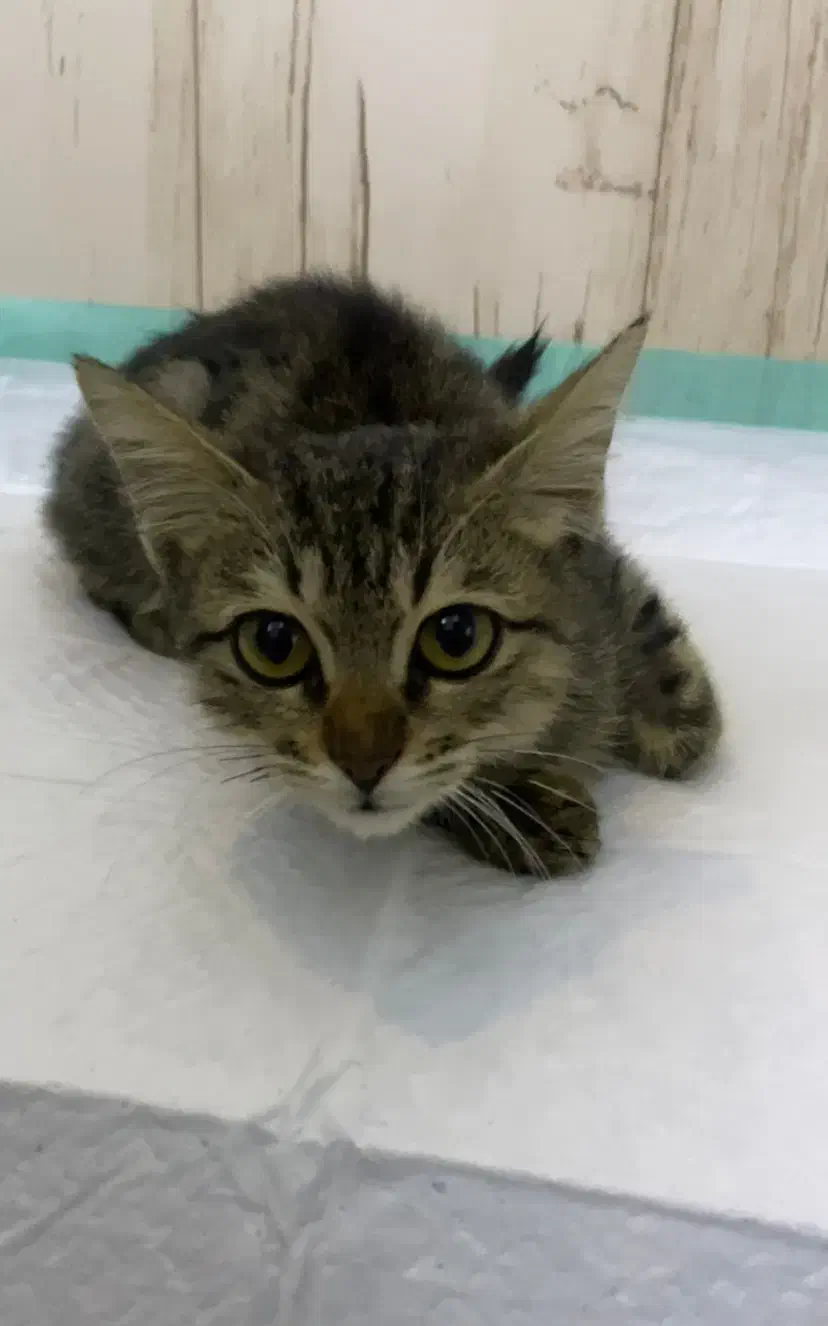 واگذاری گربه|گربه|تهران, کوی بیمه|دیوار