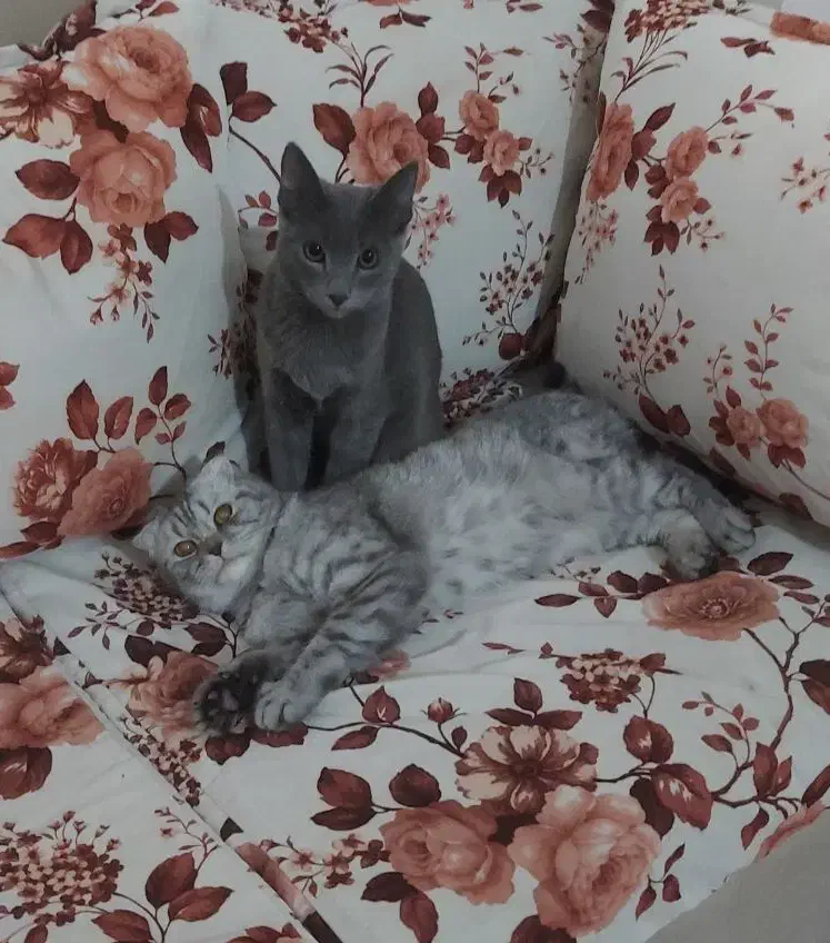 نر و ماده اسکاتیش فروش فوری|گربه|تهران, ولنجک|دیوار