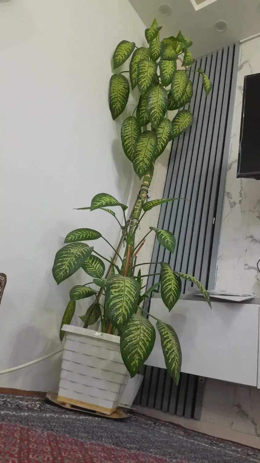 گل وگیاه|گل و گیاه طبیعی|قیدار, |دیوار