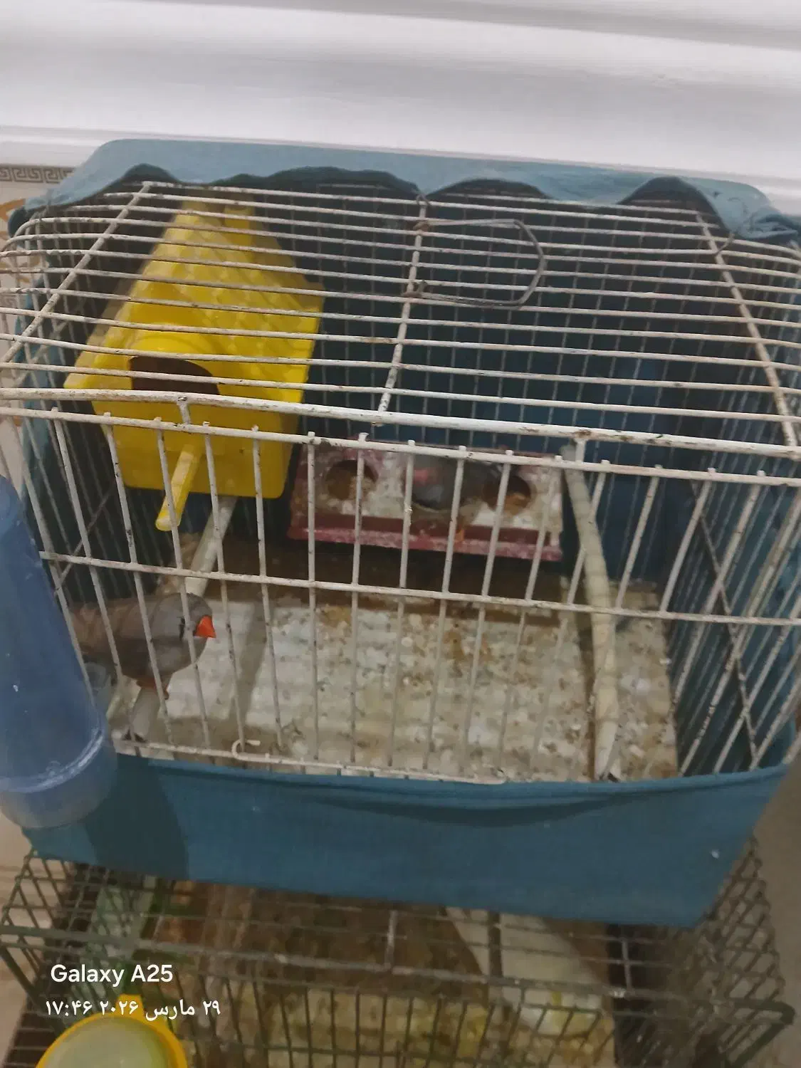 فنج|پرنده|کارون, |دیوار