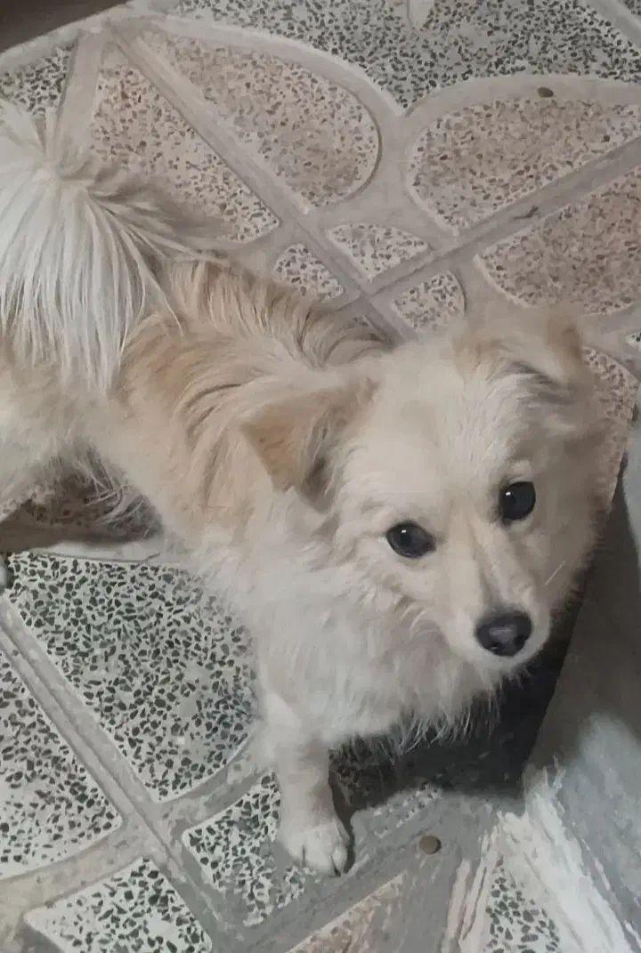 سگ پاکوتاه گرگی طاق با اکانت کالاف|سگ|یاسوج, |دیوار