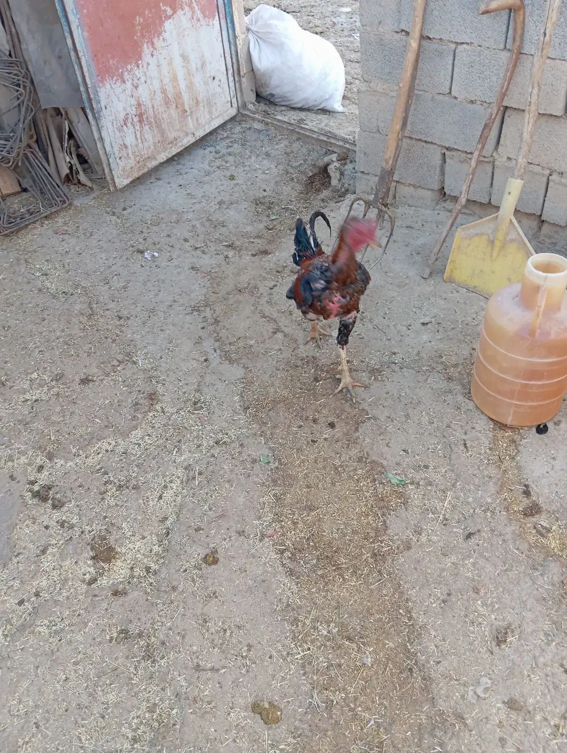 خروس لاری12ماهه بدونه مریضی|حیوانات مزرعه|تکاب, |دیوار