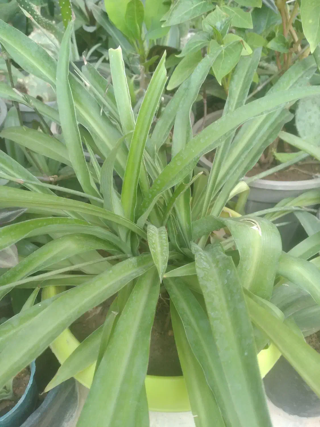 گل مقاوم  با گلدان.. مناسب روز زن.|گل و گیاه طبیعی|دزفول, |دیوار