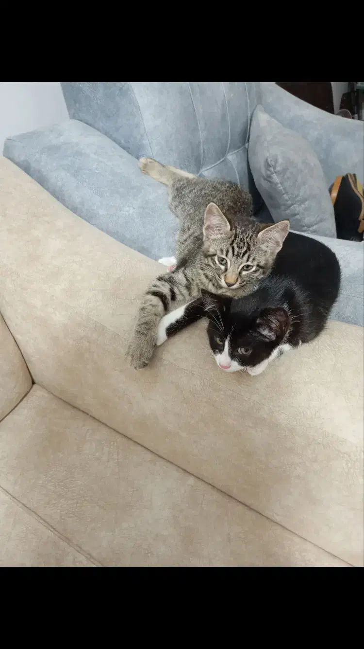 واگذاری بچه گربه محدوده شهسوار (تنکابن)|گربه|تنکابن, |دیوار