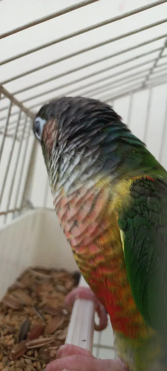 گرینچیک نر یلو ساید بالغ حلقه پا|پرنده|کرج, شهرک یاس جنوبی|دیوار