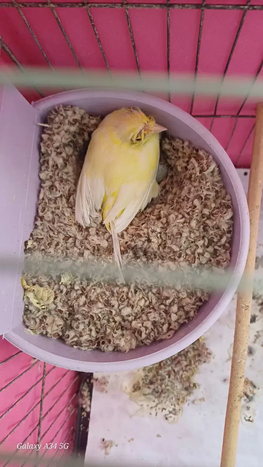 قناری|پرنده|یزد, |دیوار