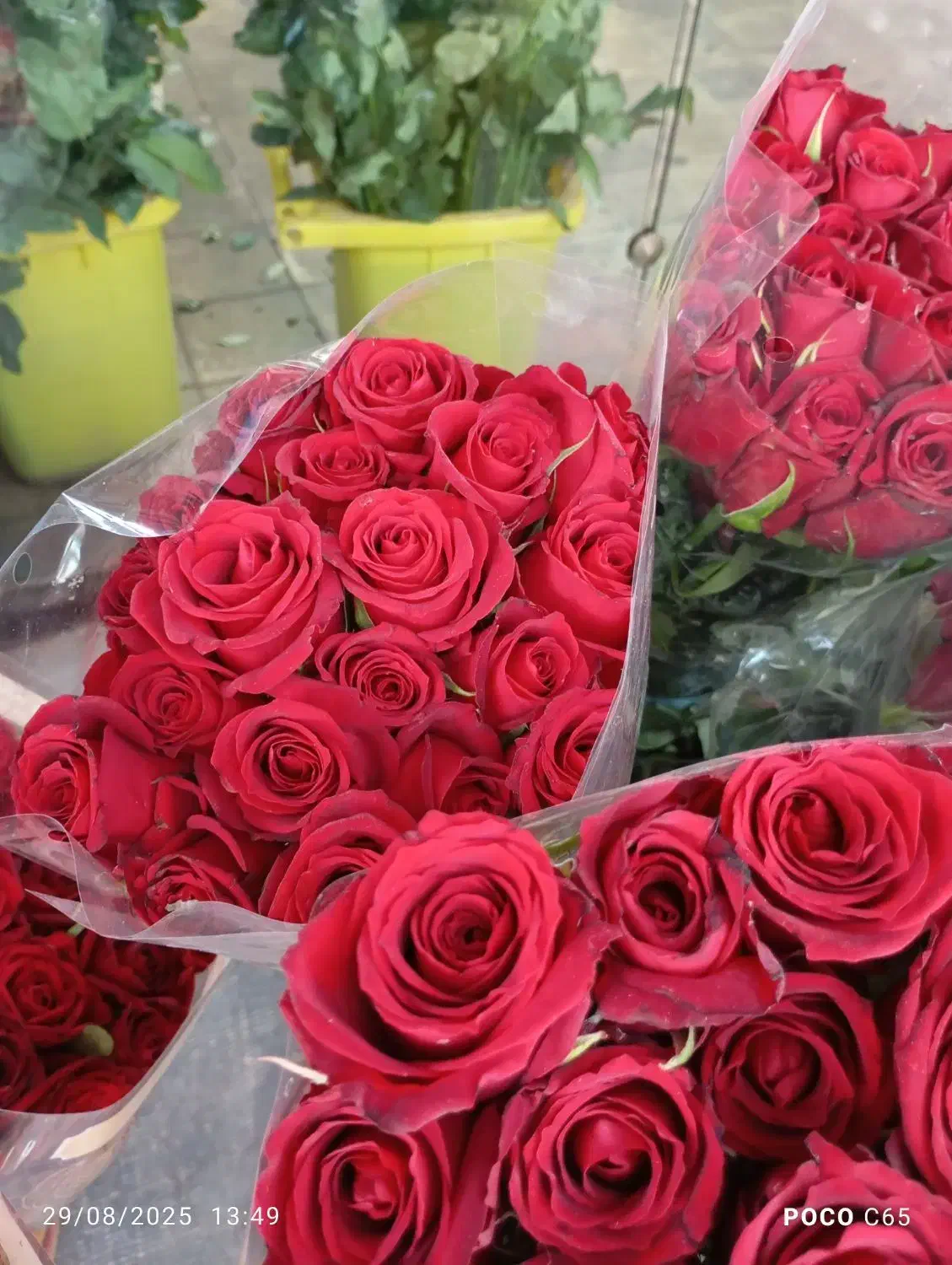 گل رز|گل و گیاه طبیعی|اصفهان, شاهزید|دیوار