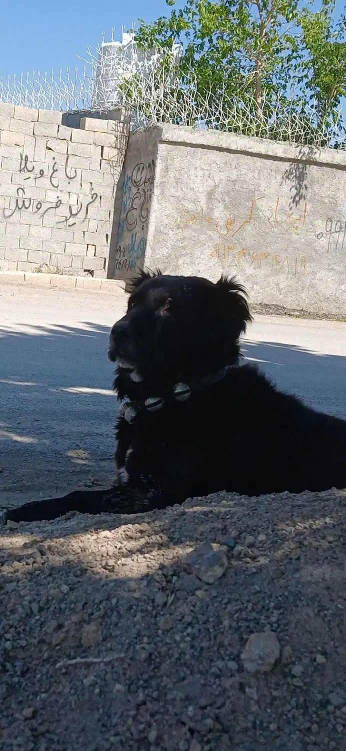 گمشده|حیوانات|خوانسار, |دیوار