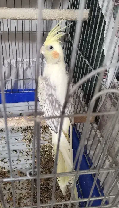 عروس هلندی|پرنده|سقز, |دیوار