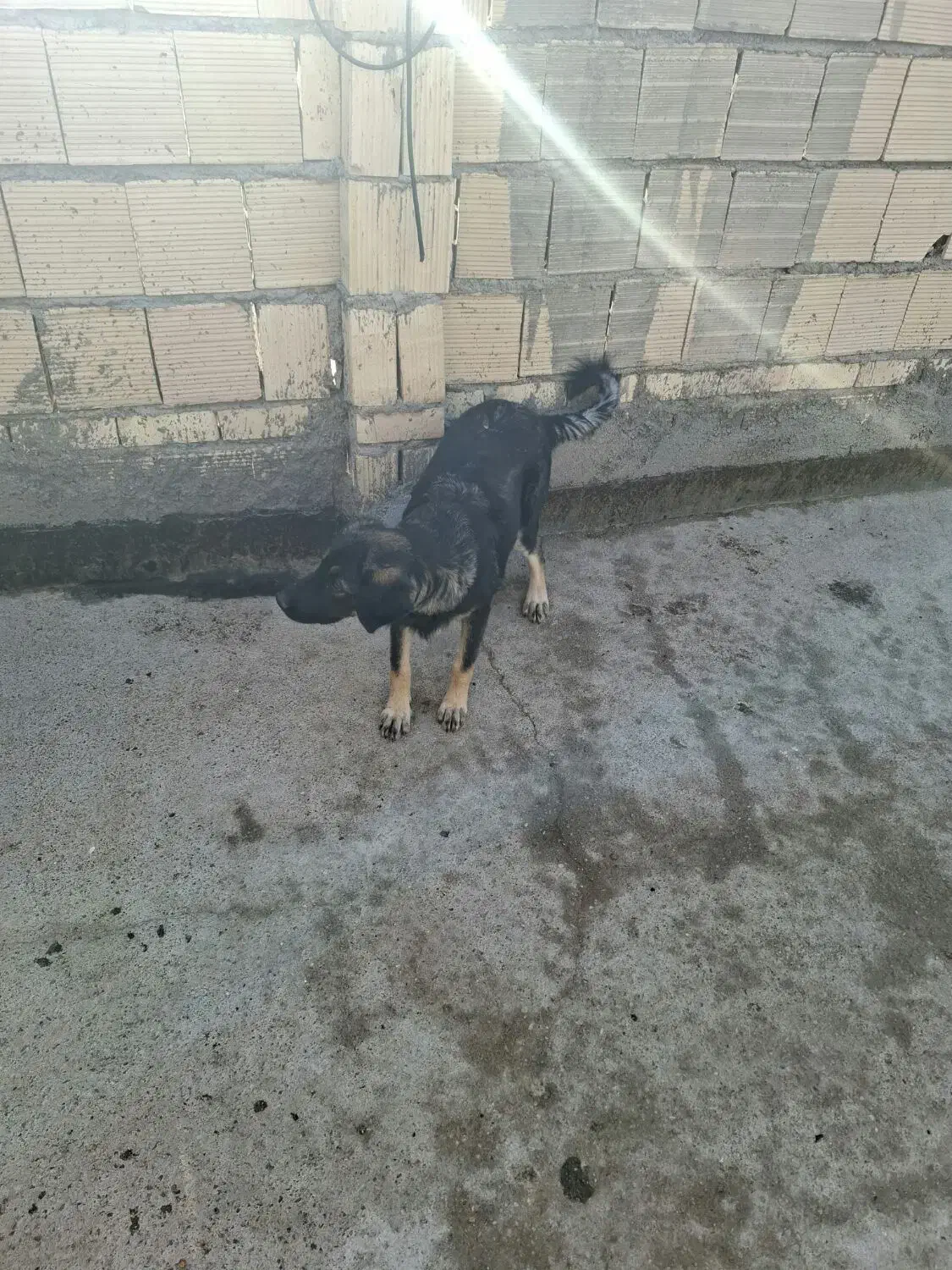 سگ .ماده. رنجر|سگ|مشهد, نظام دوست|دیوار