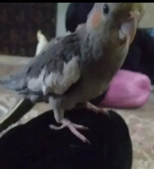 عروس هلندی|حیوانات|زاهدان, |دیوار