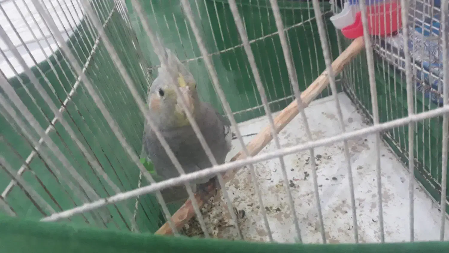 یک جفت عروس هلندی باجوجه معاوضه دارم|پرنده|اسلامشهر, شهرک امام حسین (میان آباد)|دیوار