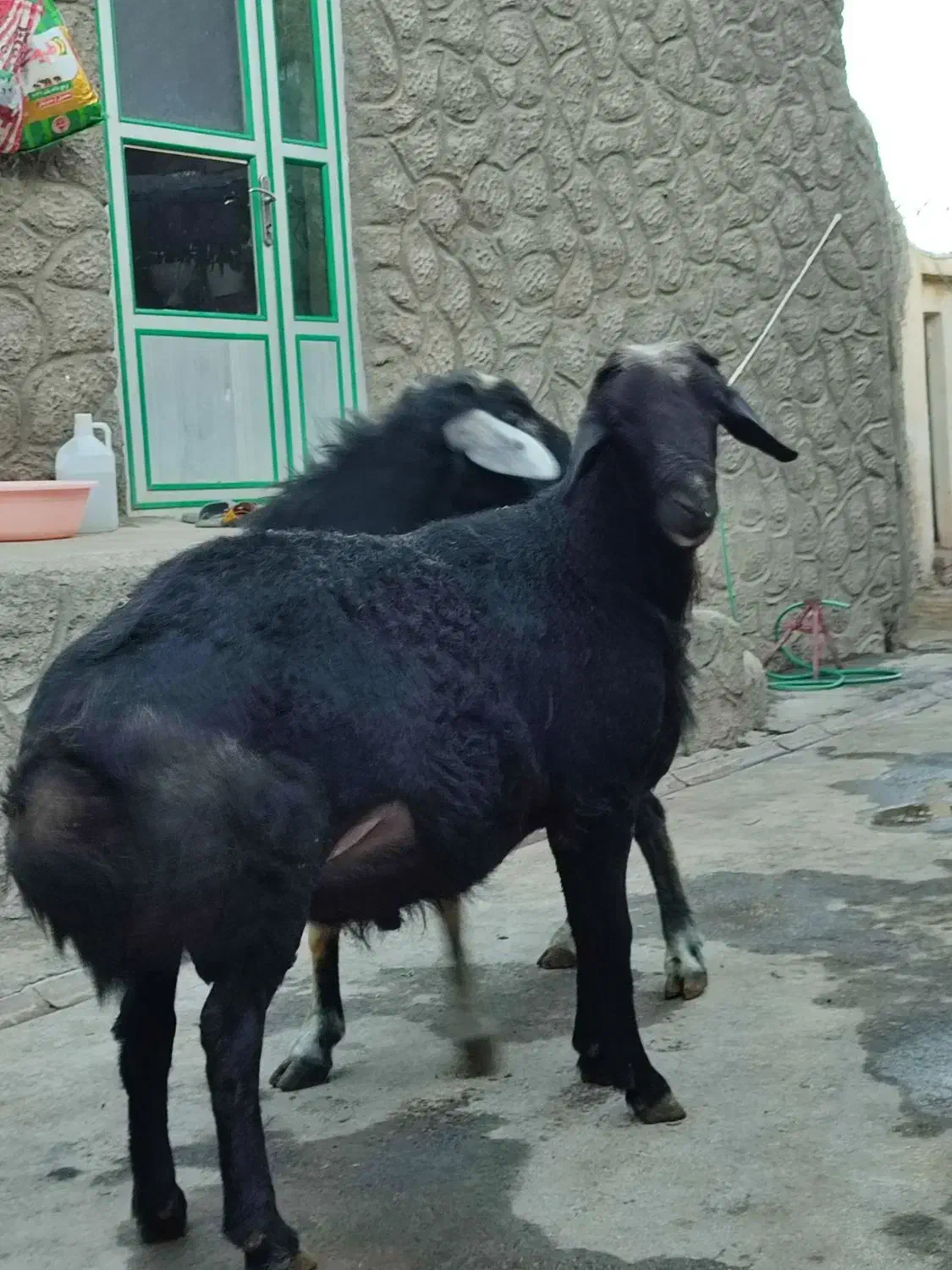 قوچ|حیوانات مزرعه|هریس, |دیوار