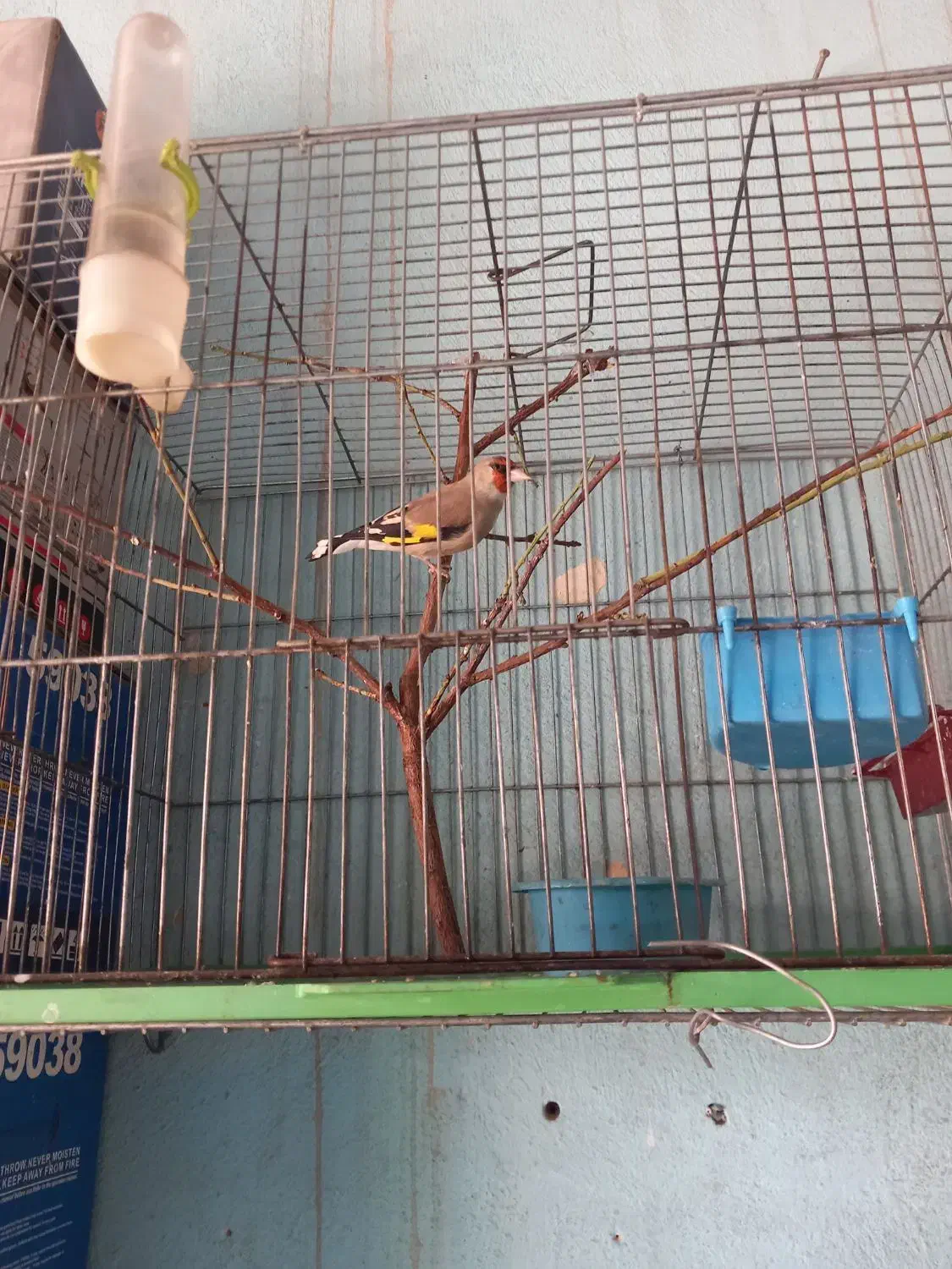 تعدادسهره وسقابرافروش دارم|پرنده|کرمان, |دیوار