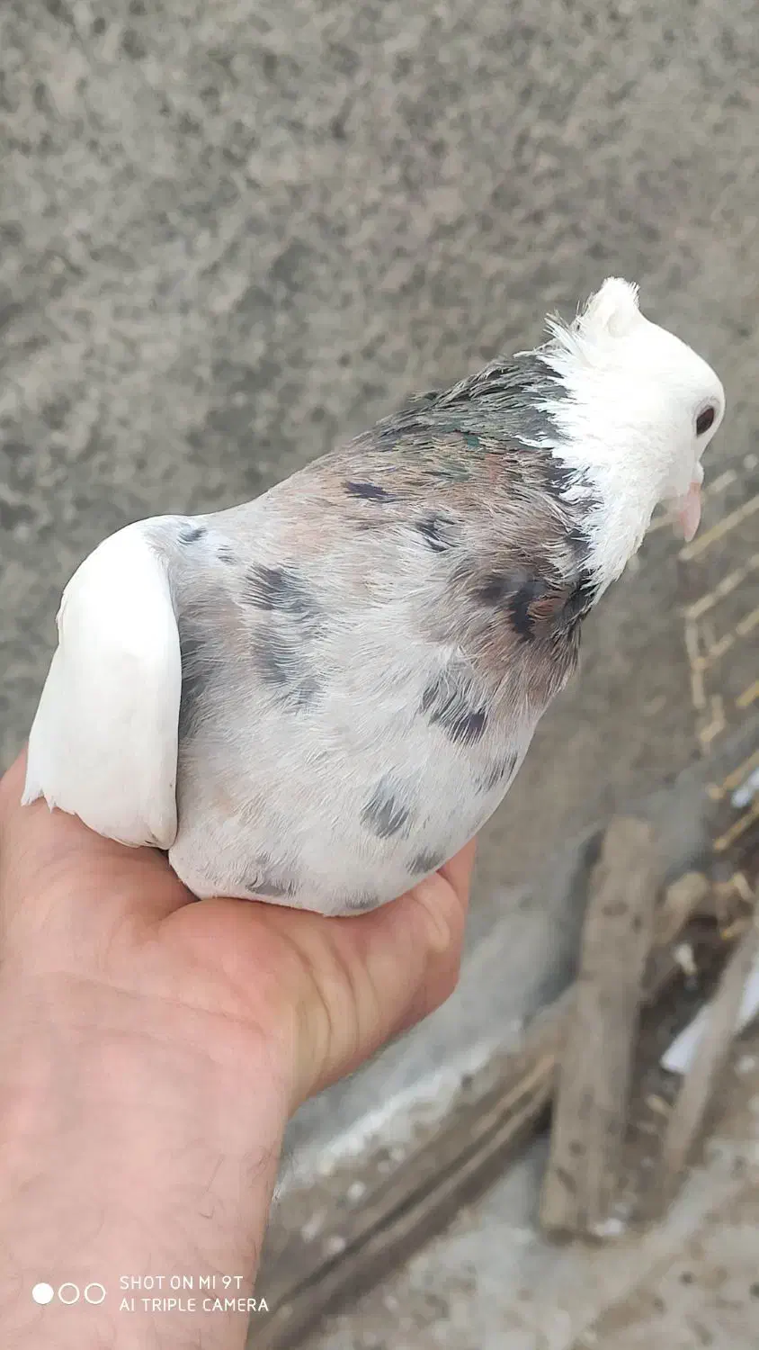 کبوتر|پرنده|مریوان, |دیوار