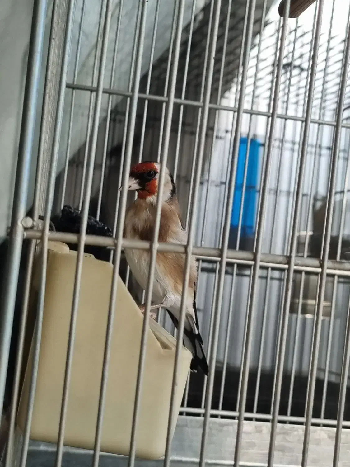 سهره|پرنده|تهران, شیوا|دیوار