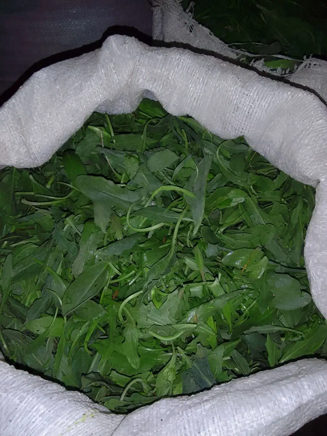 فعال بورک باسوزی|فعالیت داوطلبانه|زابل, |دیوار