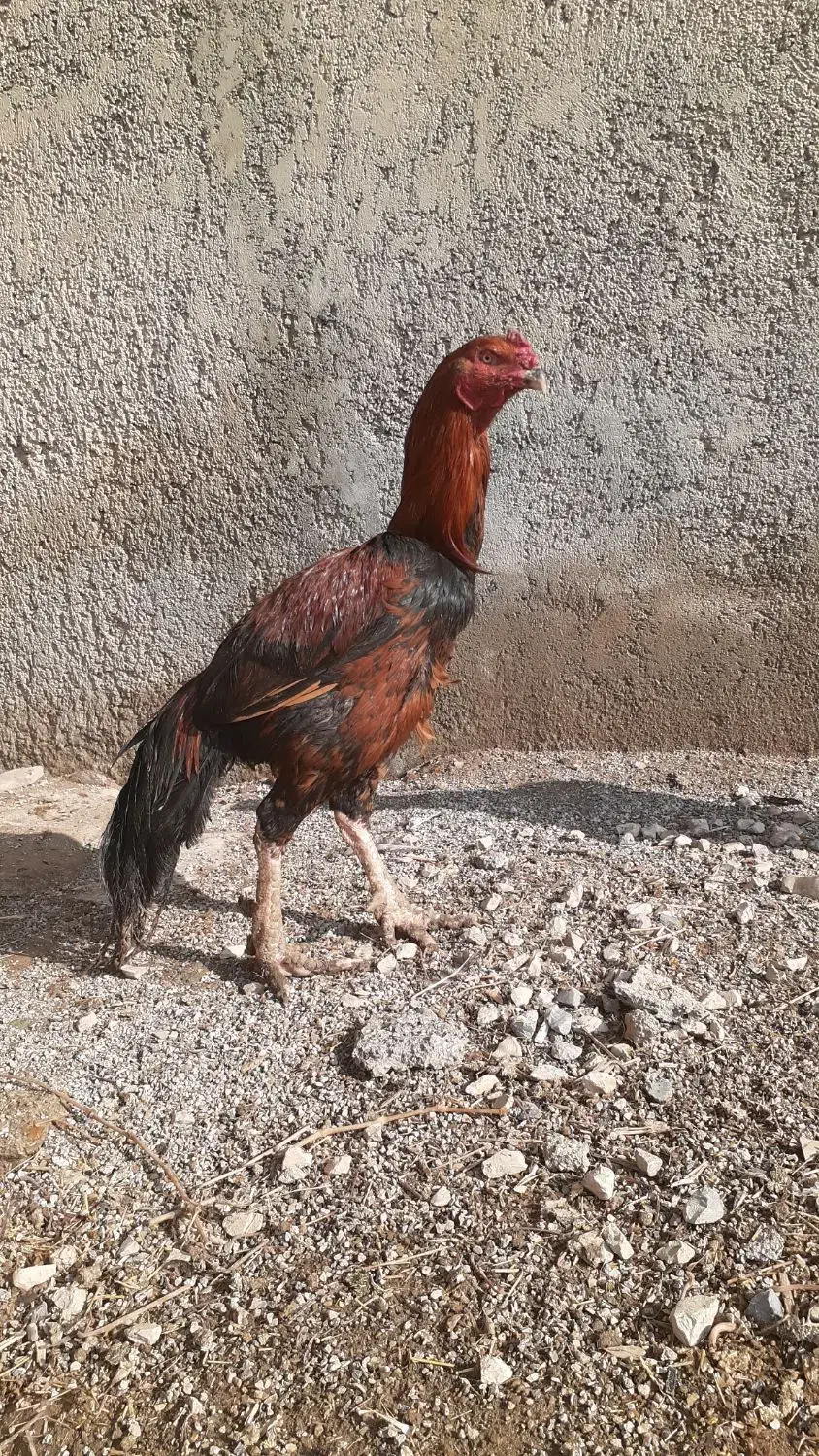 تخم مرغ|حیوانات مزرعه|کرمانشاه, |دیوار