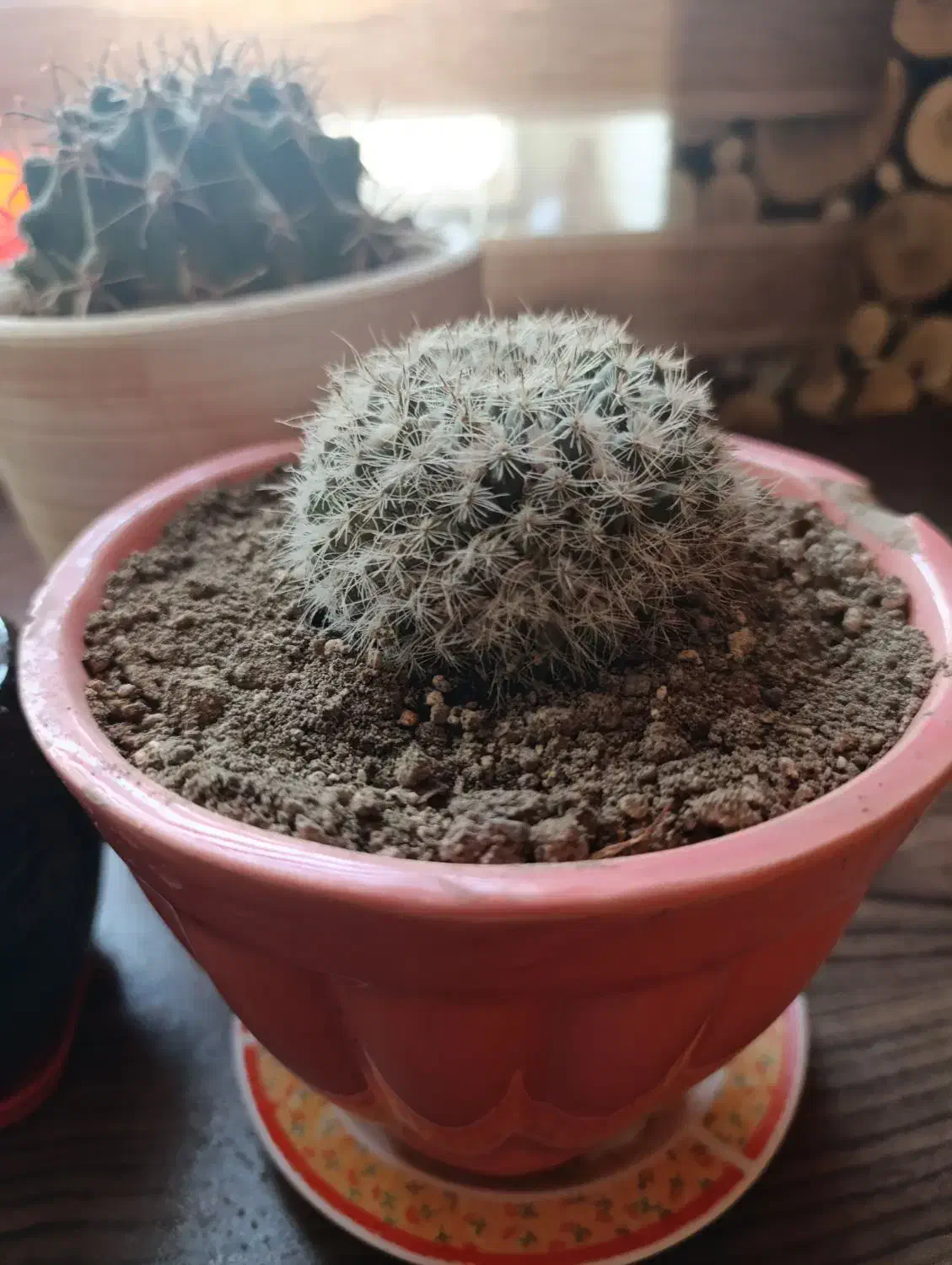 کاکتوس|گل و گیاه طبیعی|تهران, افسریه شمالی|دیوار