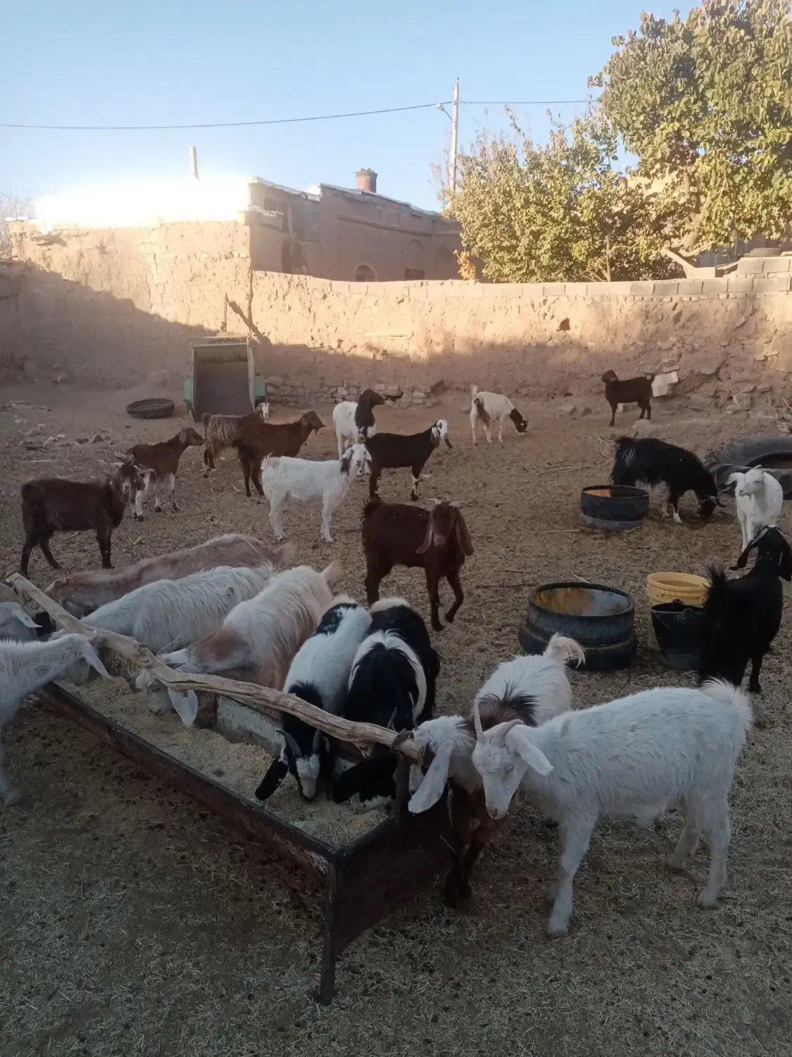 بز درگ درجه یک و۵عدد بزغاله نر سانن ۲عدد میش|حیوانات مزرعه|سرایان, |دیوار