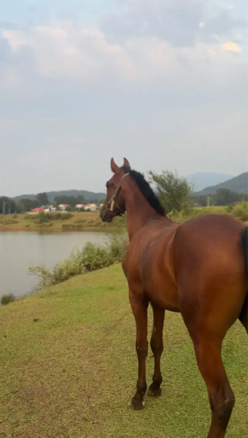اسب درهشور با مدارک کره تاراج۲|حیوانات مزرعه|سیاهکل, |دیوار
