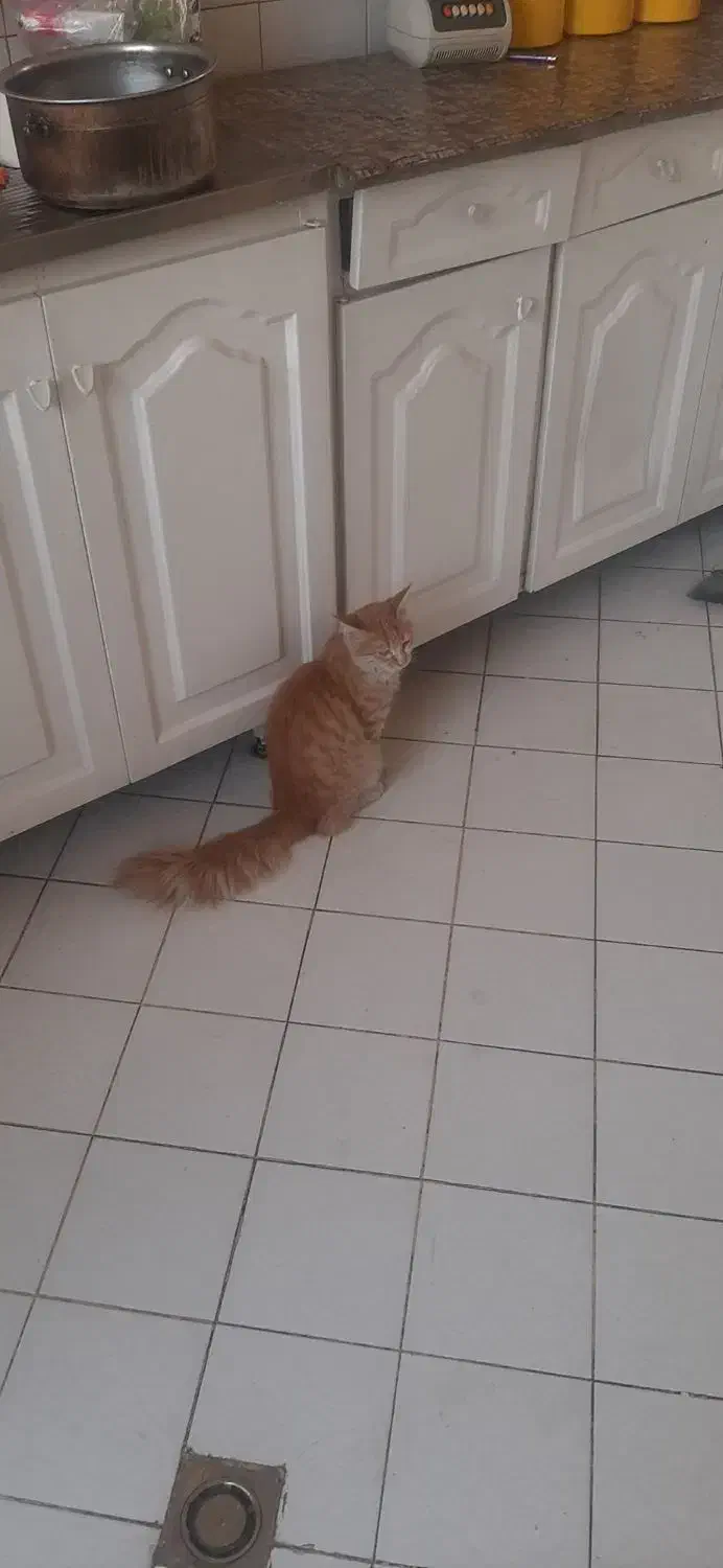 گربه حرف گوش کن و تمیز و با ادب|گربه|تهران, افسریه شمالی|دیوار