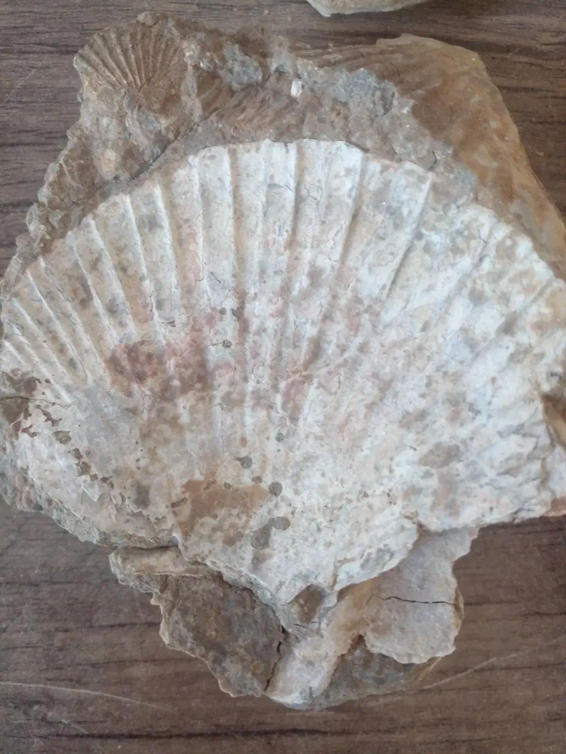 سنگهای‌صدف‌و‌مرجان|کلکسیون اشیاء عتیقه|ارومیه, |دیوار