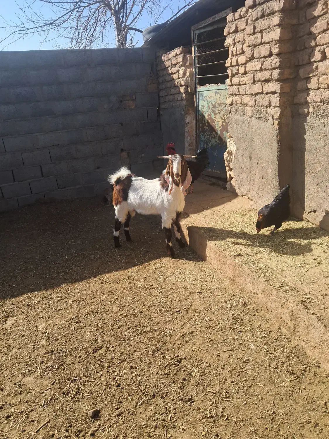 بزغاله نر|حیوانات مزرعه|تربت جام, معدآباد|دیوار