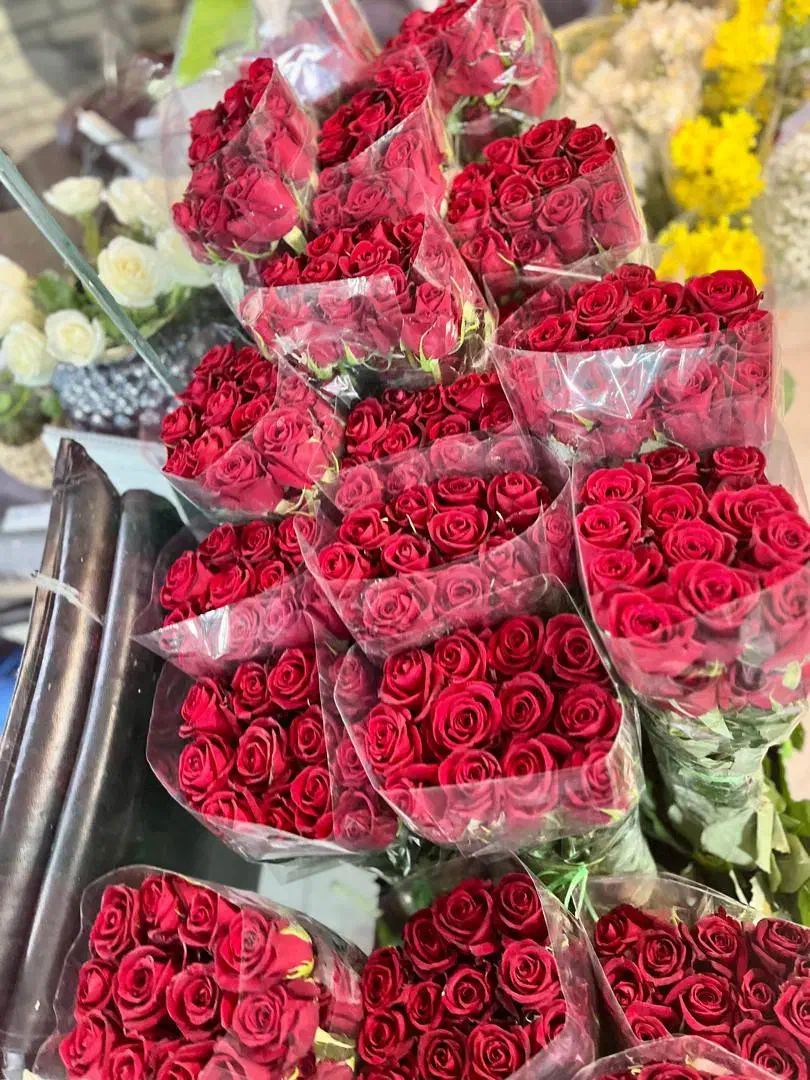 گل رز|گل و گیاه طبیعی|برازجان, |دیوار