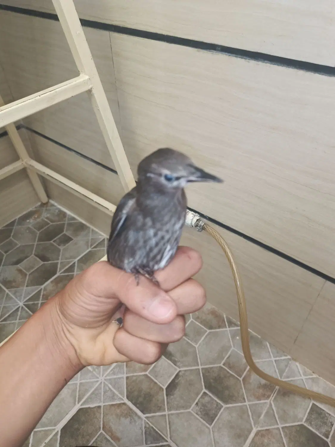 جوجه سار|پرنده|اقبالیه, |دیوار