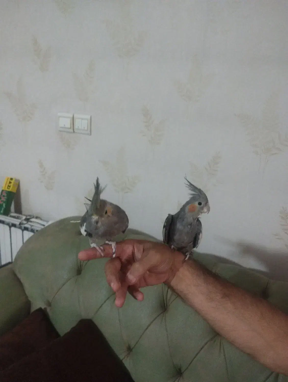 معاوضه ۲ عروس هلندی|پرنده|ری, دیلمان|دیوار