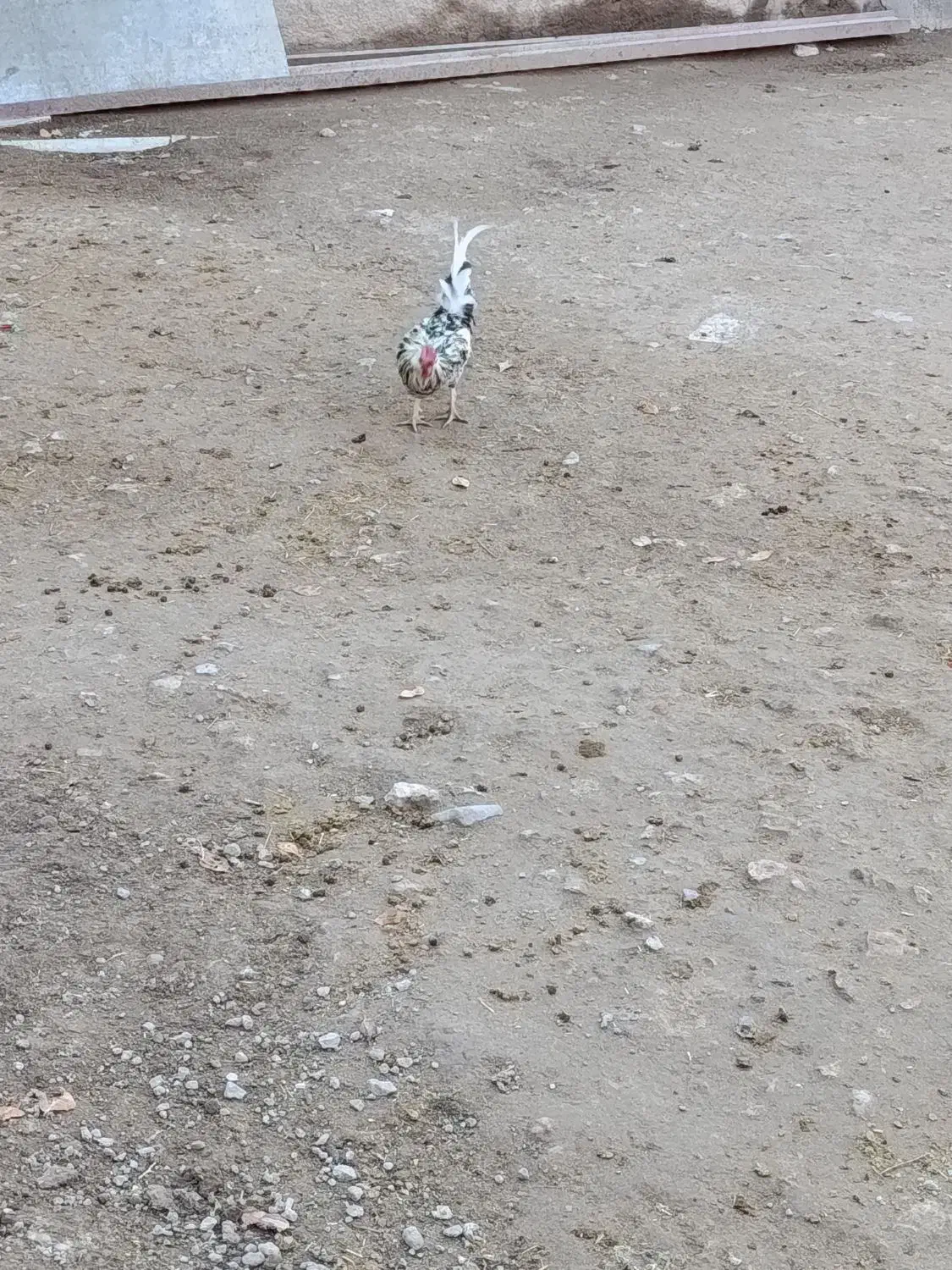 خروس|حیوانات مزرعه|دلبران, |دیوار