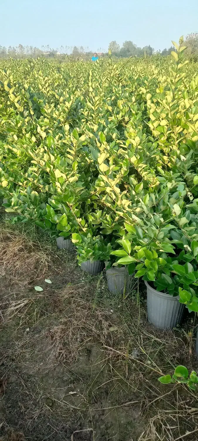 یاس هلندی سطل ۱۰|گل و گیاه طبیعی|تنکابن, |دیوار