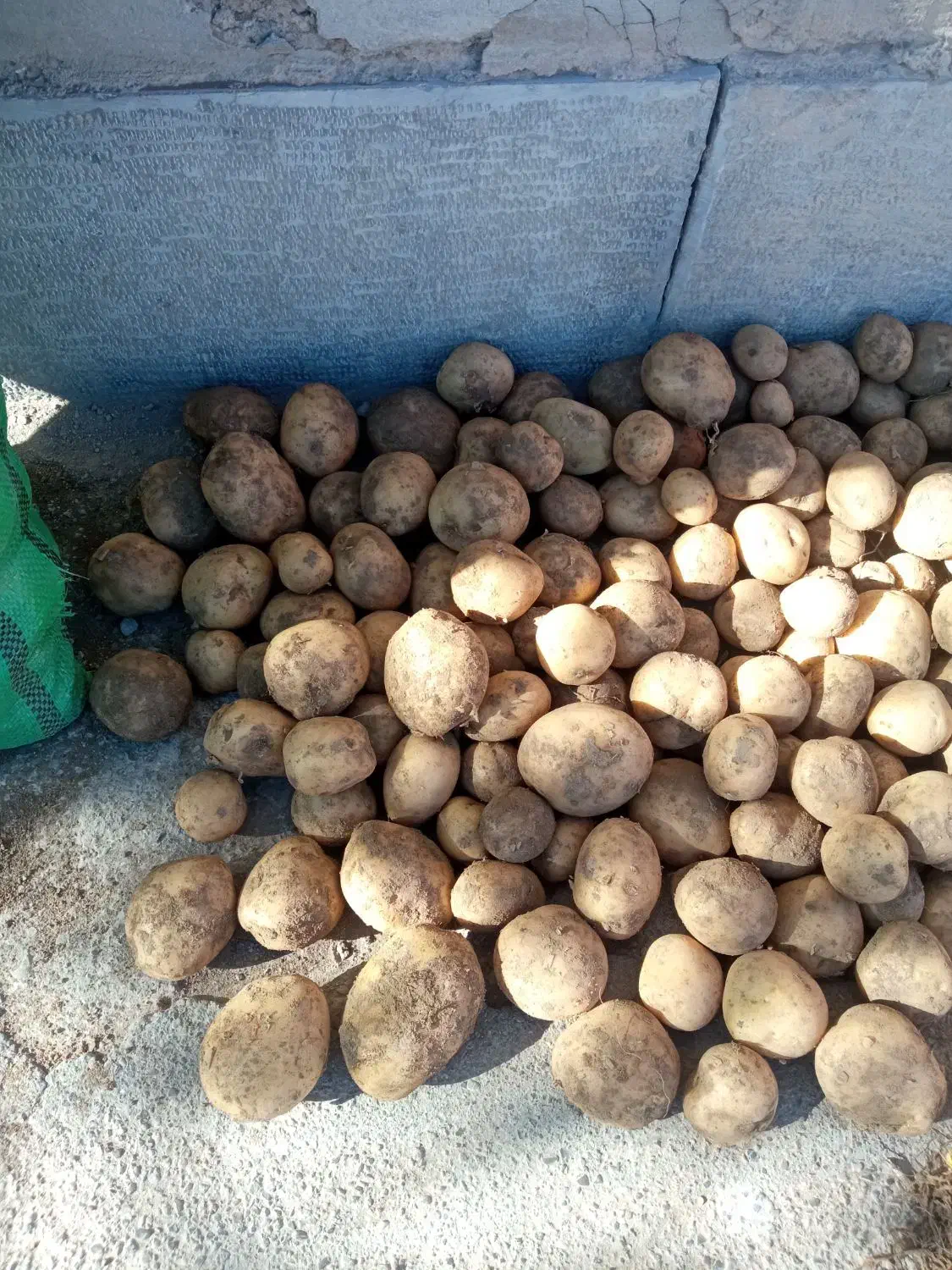 سیب زمینی درجه ۱زرد|خوردنی و آشامیدنی|قوچان, |دیوار