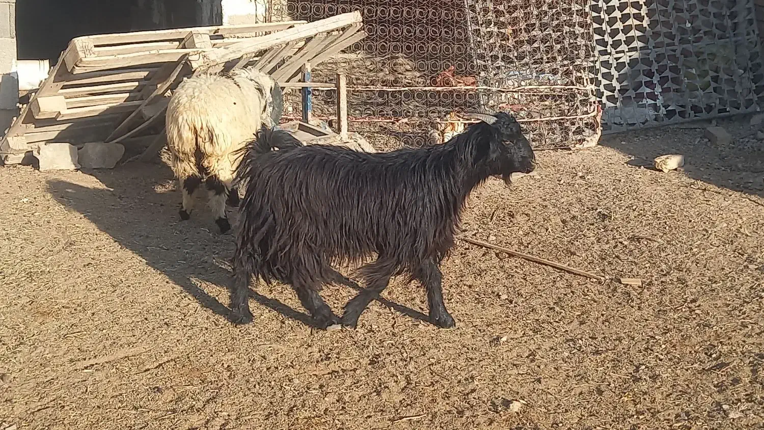 کهره سبک|حیوانات مزرعه|مرودشت, علیآباد|دیوار