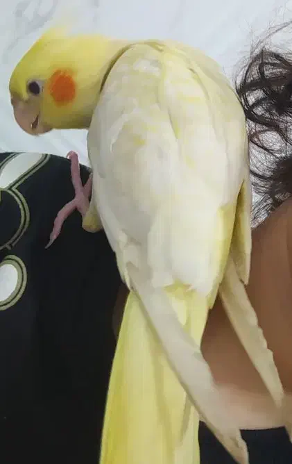 گمشدن عروس هلندی|پرنده|شوشتر, |دیوار