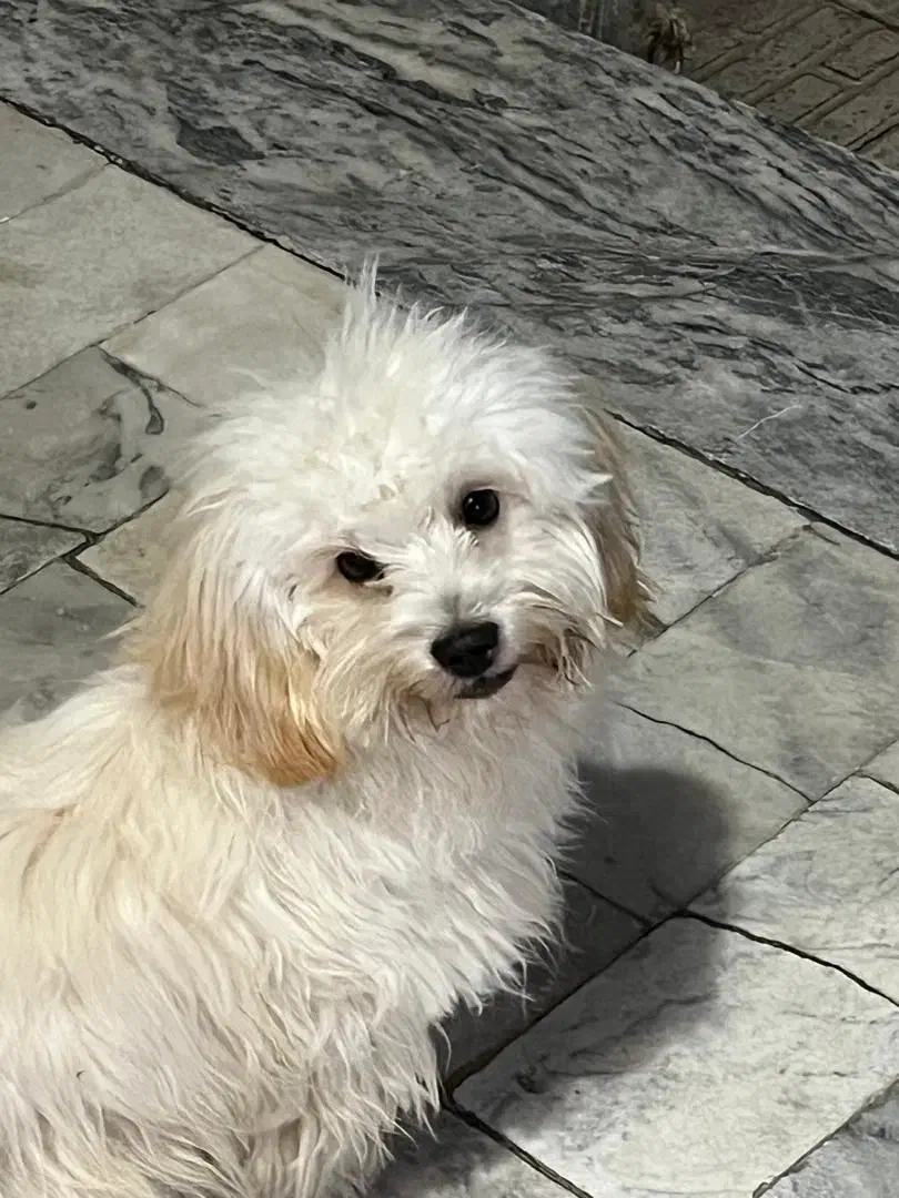 سگ پاپی|سگ|ساوه, |دیوار