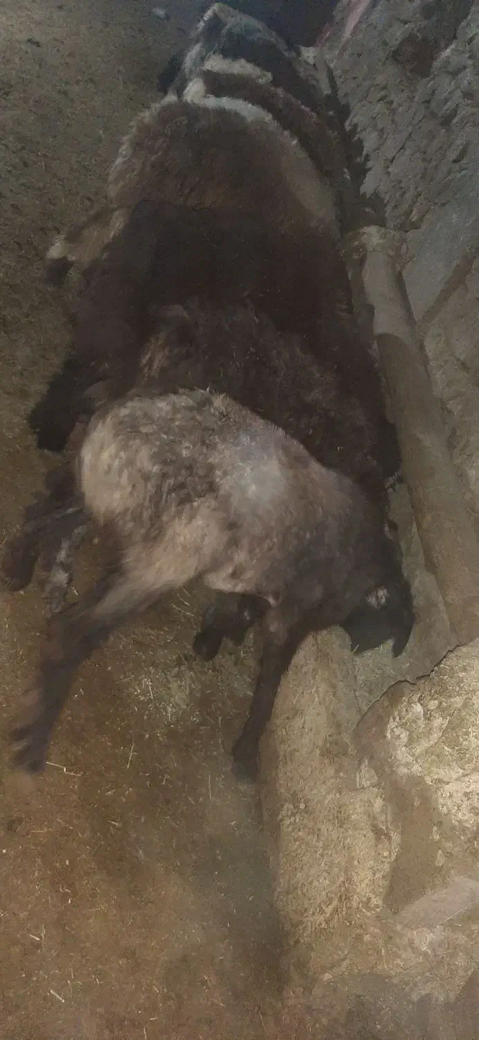 فروش 6راس بره نصف نر نصف ماده|حیوانات مزرعه|چیتاب, |دیوار