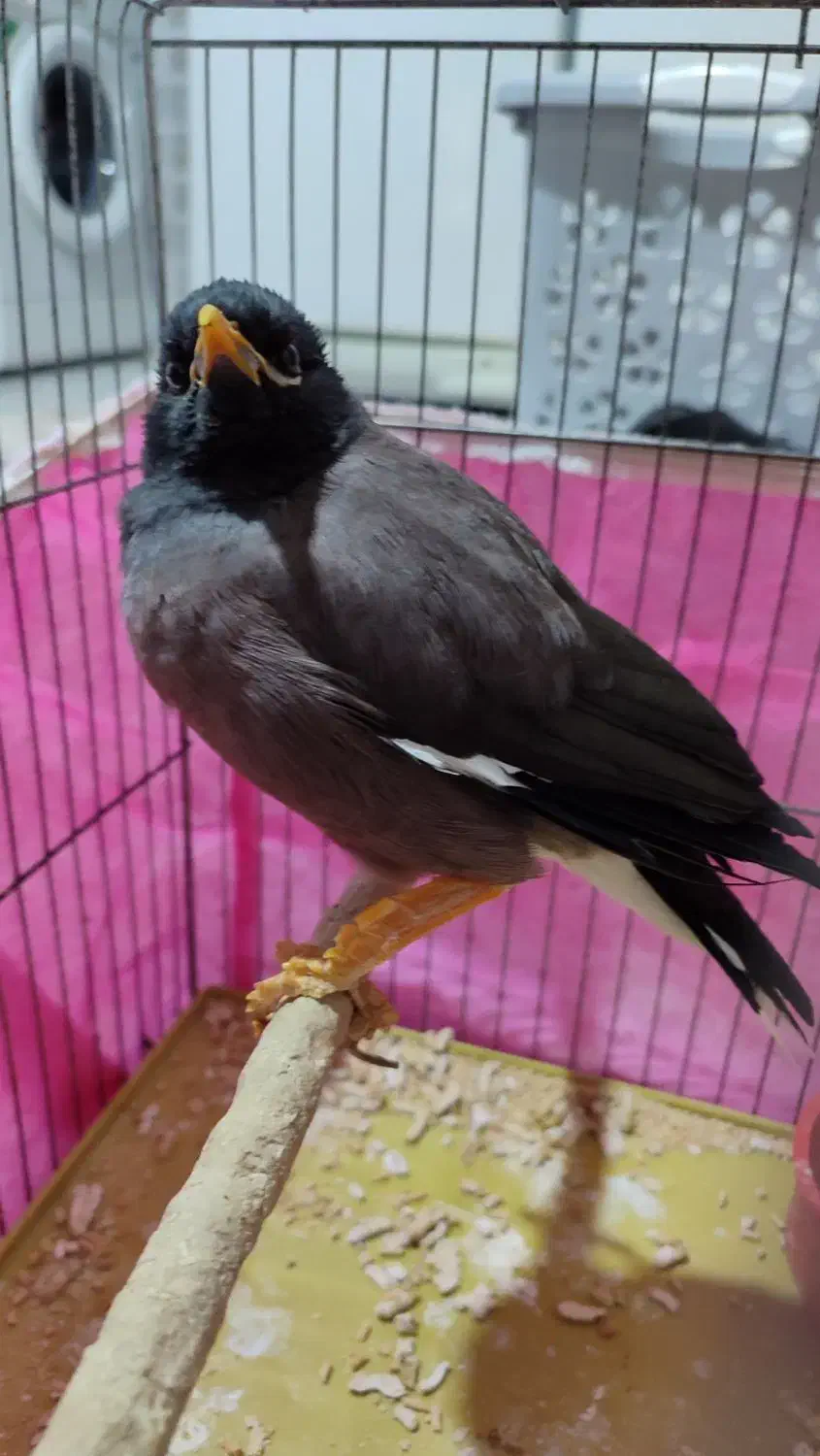 مرغ مینا نر|پرنده|اقبالیه, |دیوار