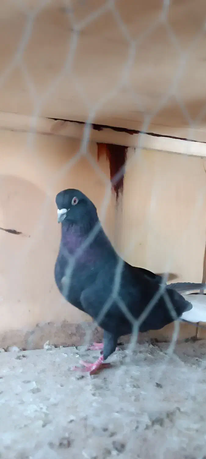 زاغ دم سفید|پرنده|ورامین, خیر آباد|دیوار