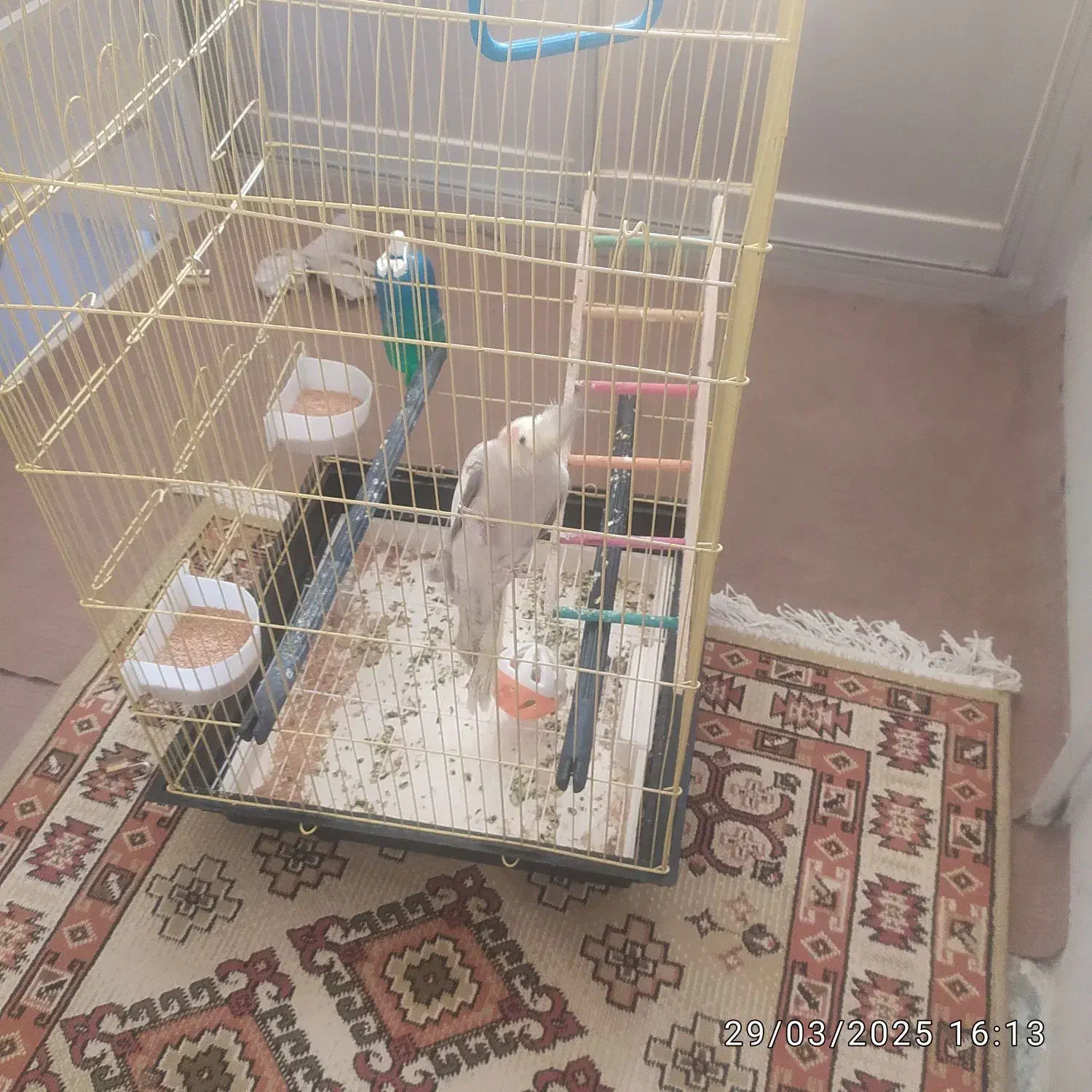 به علت کم بودجا|پرنده|بروجرد, |دیوار