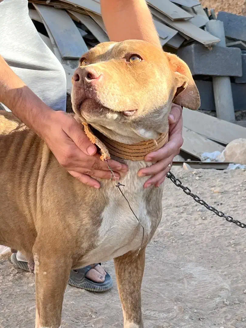 پیتبول ماده آماده|سگ|شیراز, گویم|دیوار