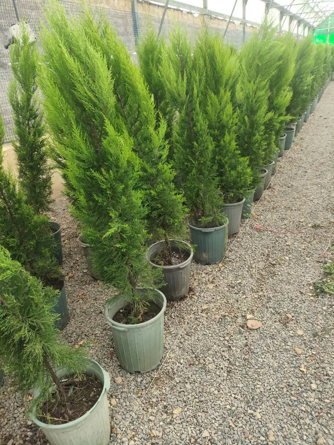 فروش انواع کاج ب قیمت تولید|خدمات باغبانی و درختکاری|صوفیان, |دیوار