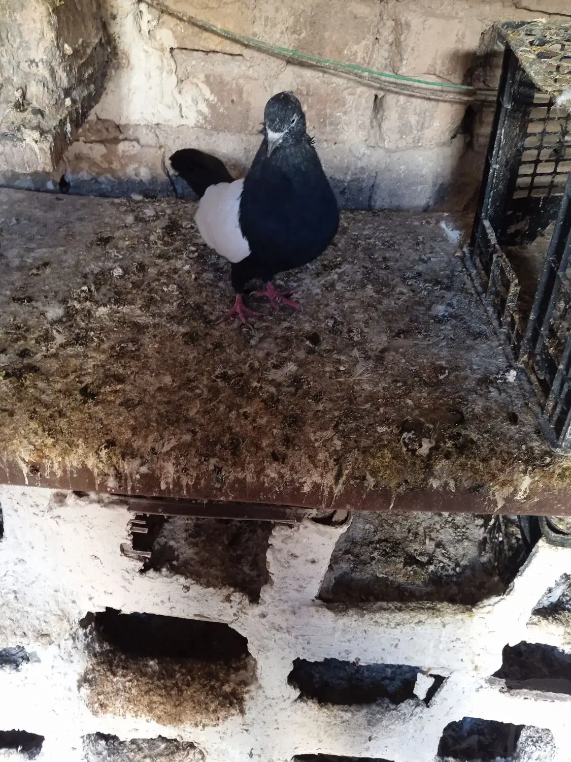 کبوتر|پرنده|آشخانه, |دیوار