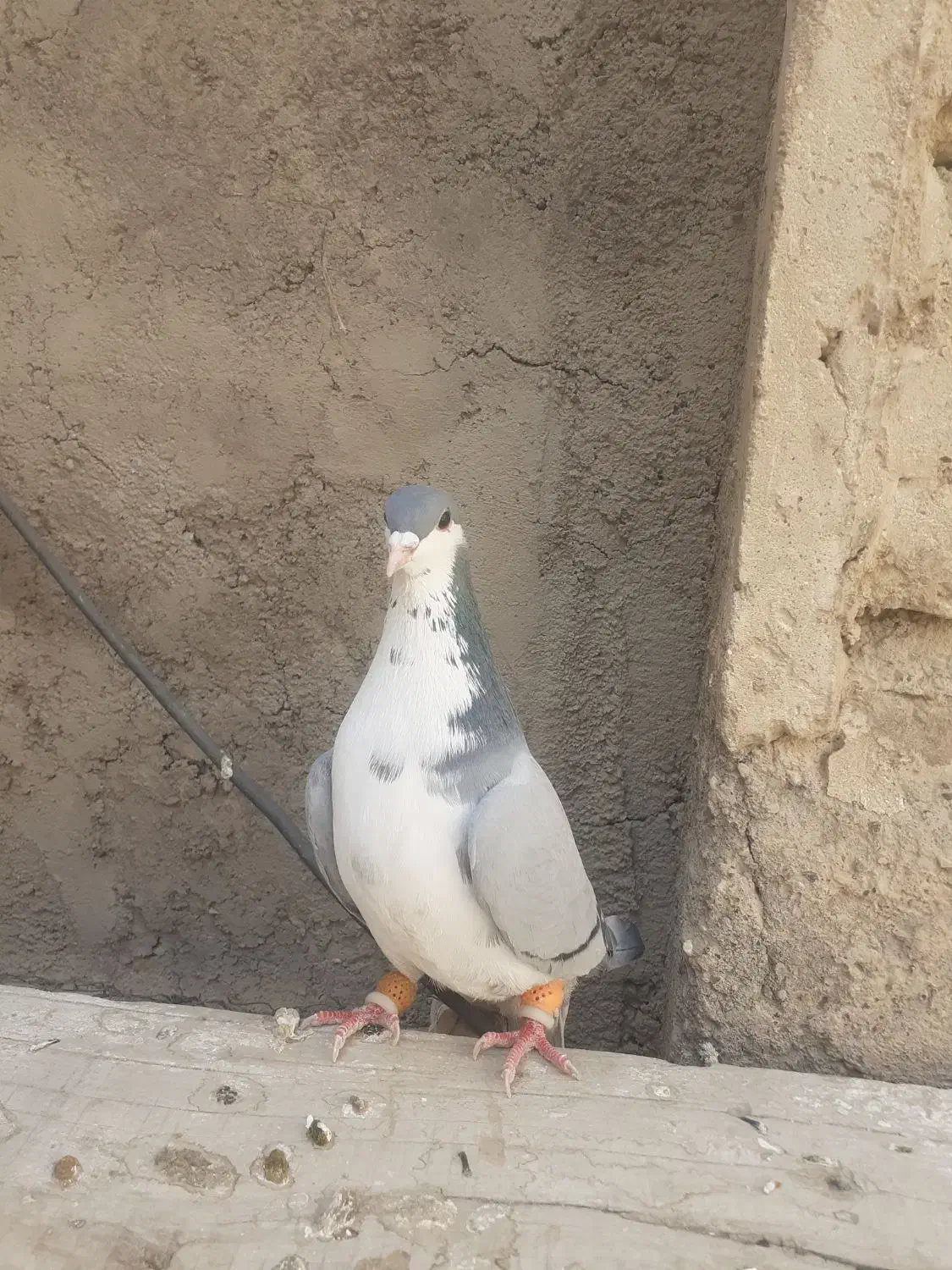 کبوتر|پرنده|فسا, |دیوار