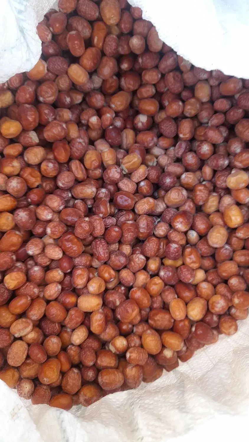 فروش سنجد درجه یک|خوردنی و آشامیدنی|تفرش, |دیوار