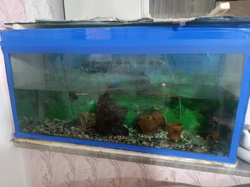 آکواریوم ماهی|ماهی|اقبالیه, |دیوار