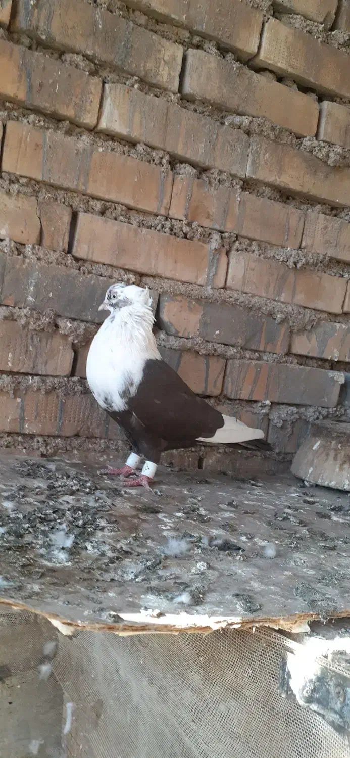 کله سفید ماده عطیقه|پرنده|کارون, |دیوار